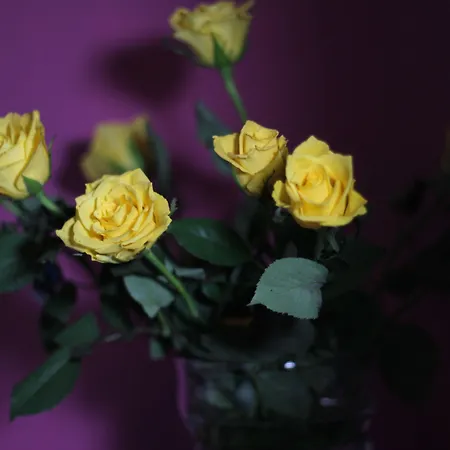 كارلتون فندق 3*