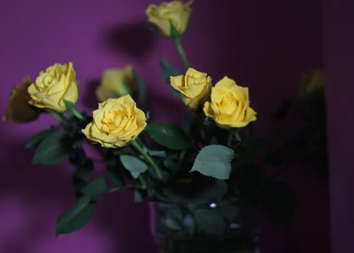 كارلتون فندق 3*